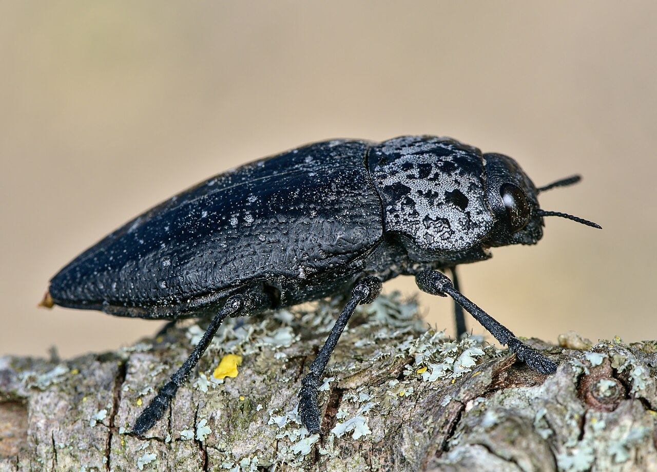 Gorgojo del cuello adulto, Capnodis tenebrionis