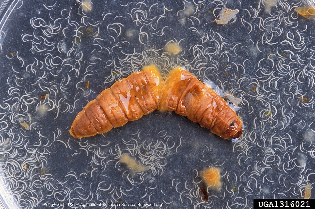 Nematodo entomopatógeno Heterorhabditis bacteriophora, medida biológica contra las larvas en el suelo