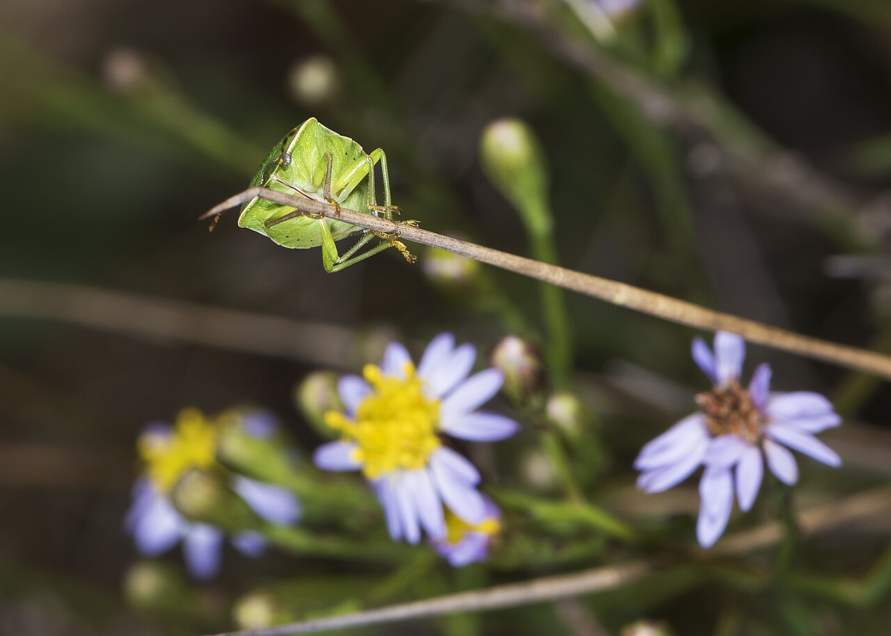 Chinche verde de los huertos (Nezara viridula), plaga frecuente de los frutos