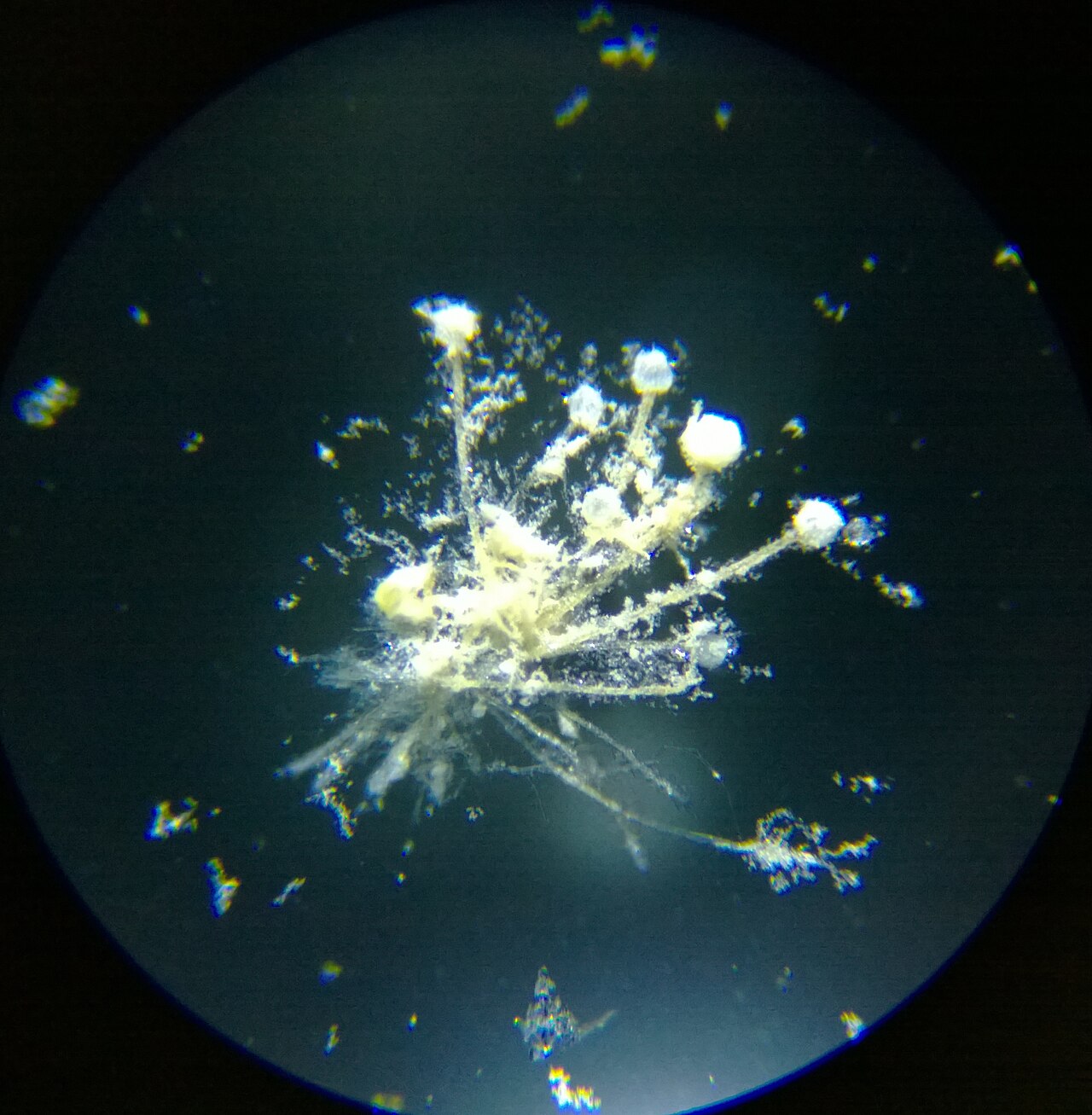 Aspergillus mold spores