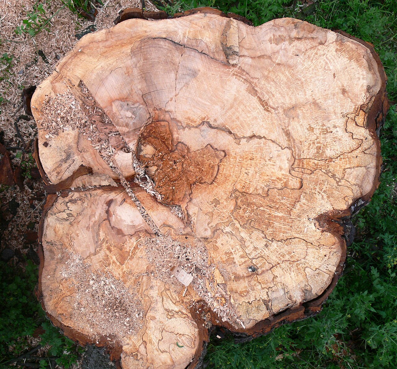 Árbol de castaño silvestre muerto por la bacteria Pseudomonas syringae — las pseudomonas causan un decaimiento similar en el avellano