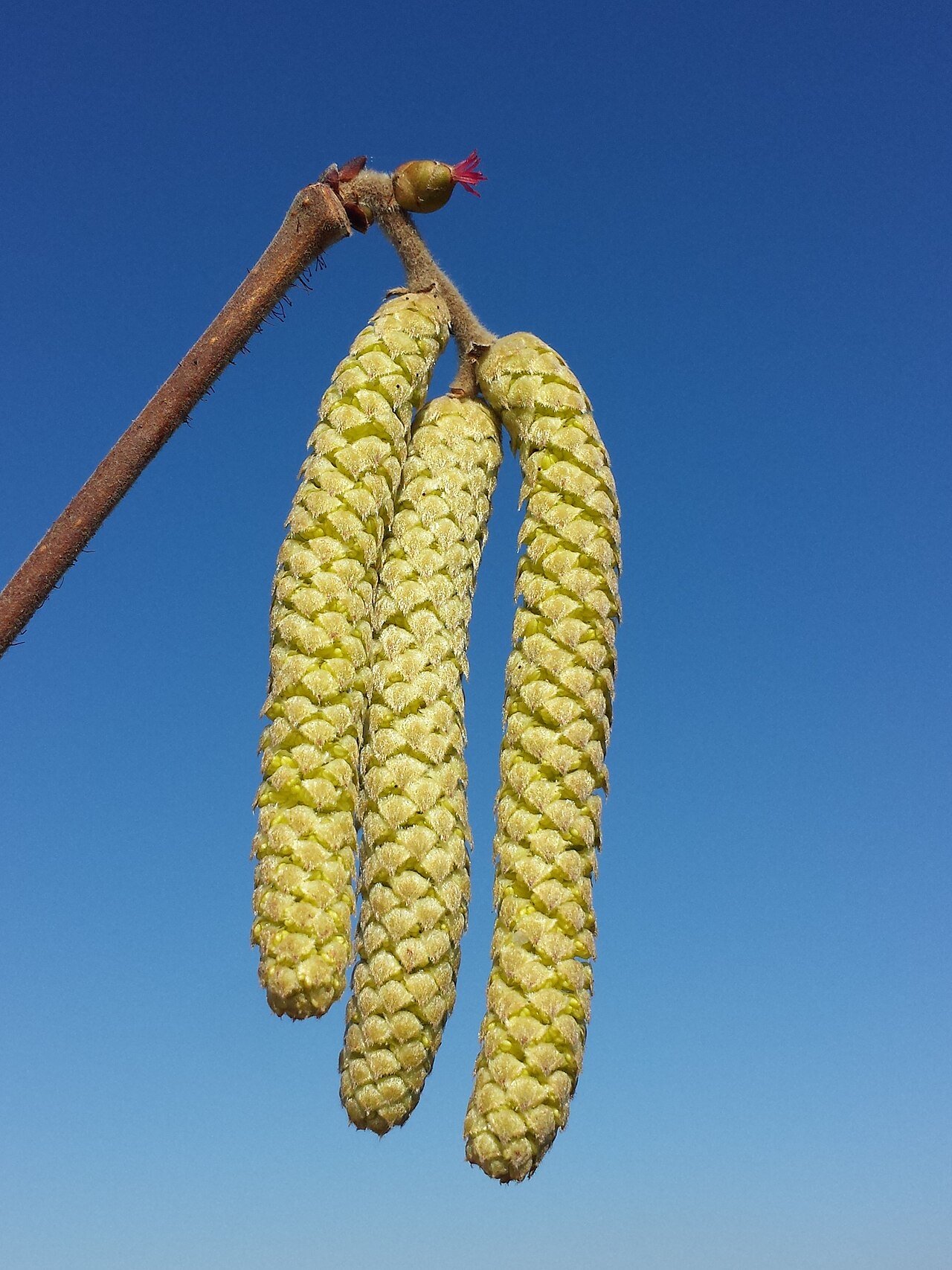 Avellano europeo (*Corylus avellana*), principal hospedador sensible al EFB