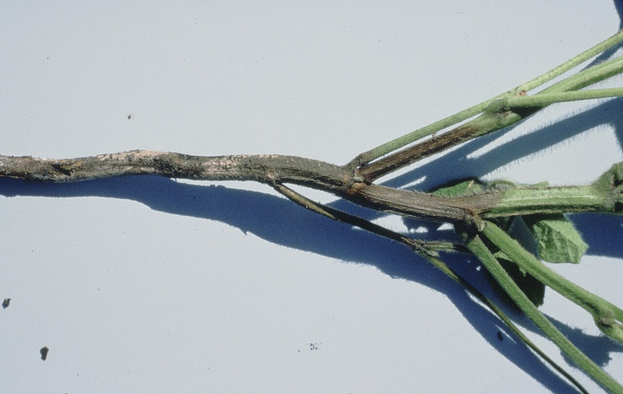 Podredumbre de la raíz causada por una especie de Phytophthora con necrosis del tejido