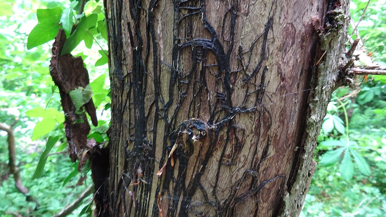 Rizomorfos oscuros (bandas similares a raíces) del hongo Armillaria mellea