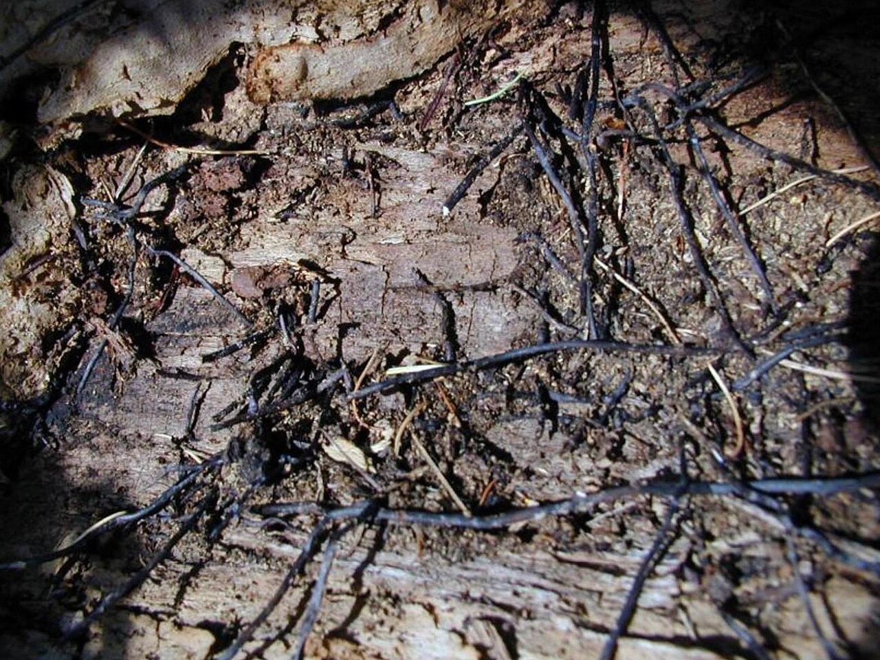 Rizomorfos de armilaria en raíces expuestas de un árbol enfermo