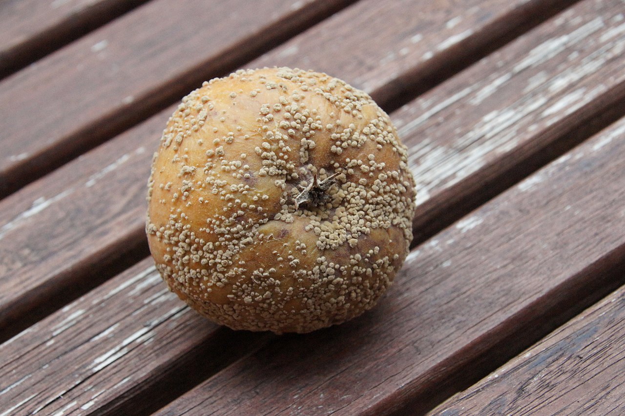 Pudrición marrón causada por el hongo *Monilinia fructigena* con típicos cojinetes amarillentos de esporas dispuestos en círculos concéntricos (mostrado en una manzana)