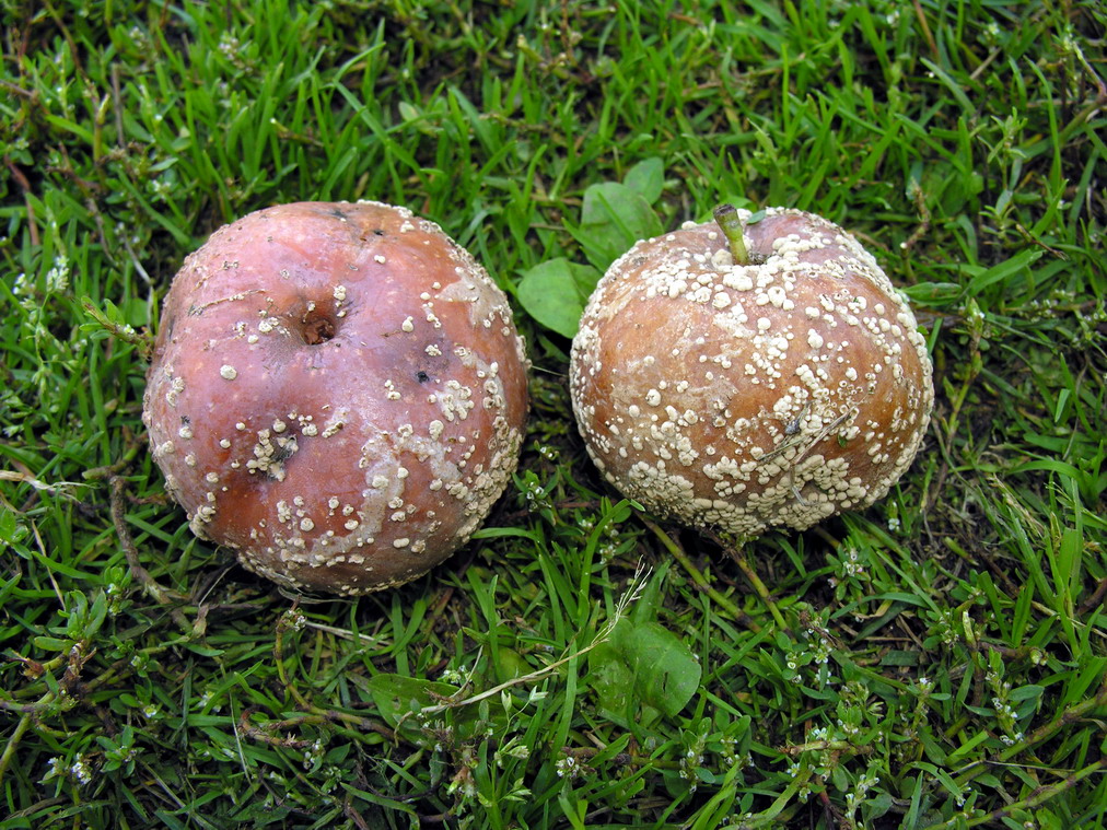 Frutos infectados por monilia (*Monilia* / *Monilinia fructigena*) con pudrición marrón y esporodiquios dispuestos concéntricamente (mostrado en manzanas)