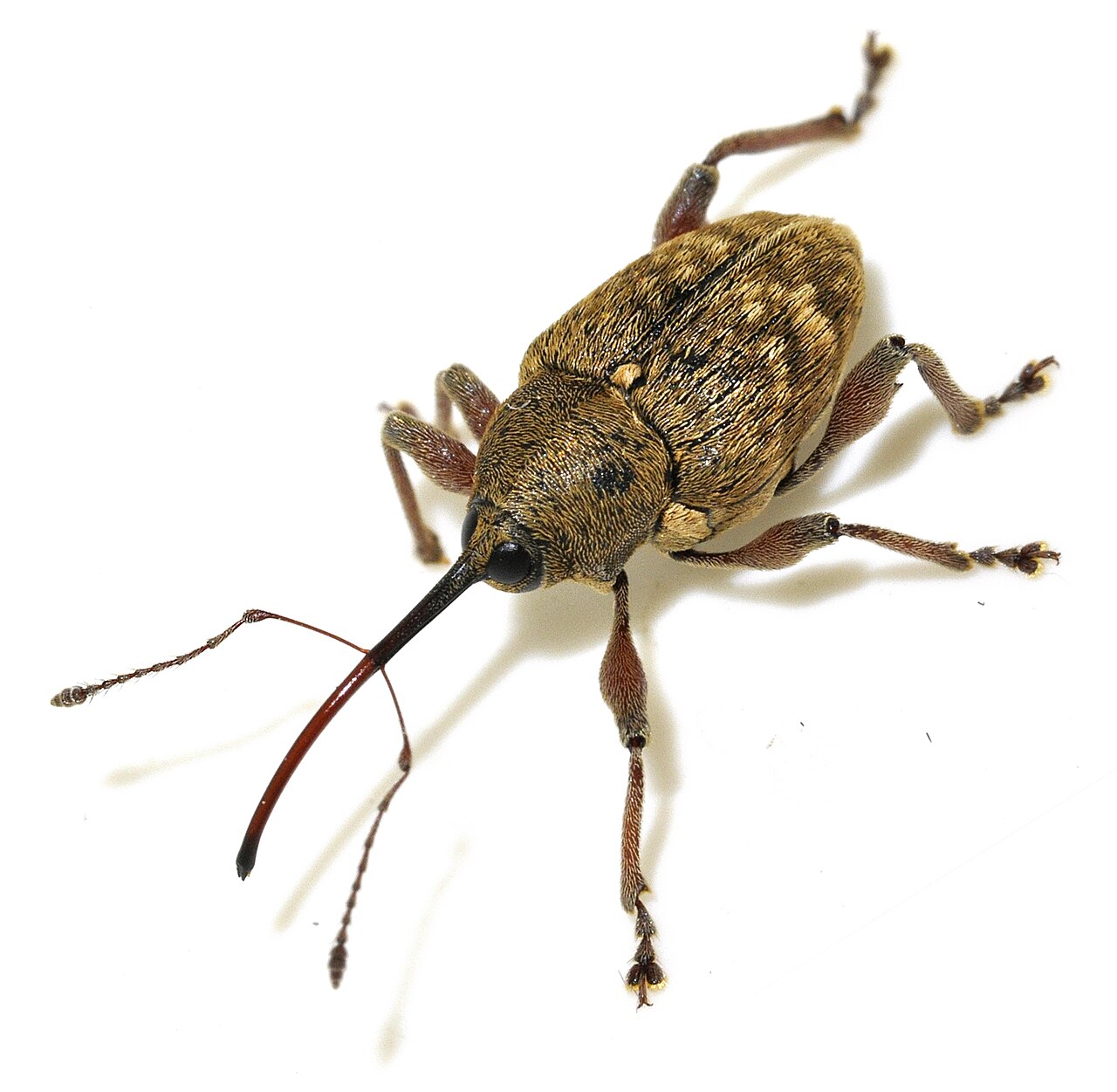 Polilla de la avellana (*Curculio nucum*), picudo cuyas picaduras en el fruto abren las puertas de entrada a los hongos de la pudrición