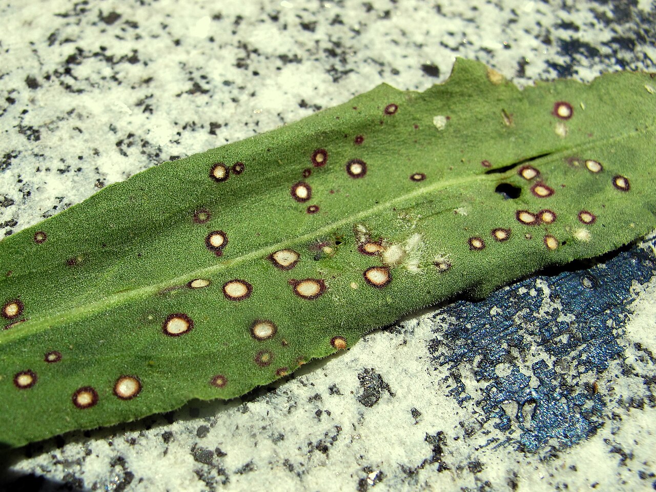 Manchas foliares fúngicas redondeadas con zona anular (ilustrativo, en hoja de acedera Rumex sp.)