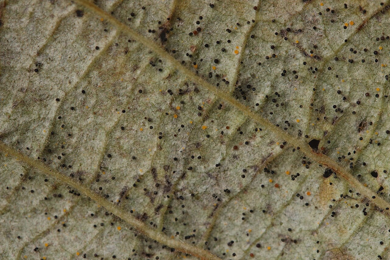 Leaf with fungal spores and spots
