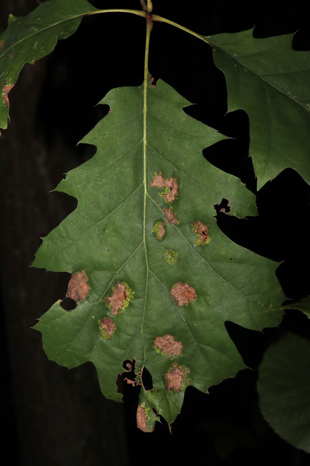 Ampollas blister en una hoja de roble (mancha blister del roble) causadas por un hongo relacionado del género Taphrina: el tejido crece más rápido que la parte sana circundante de la hoja