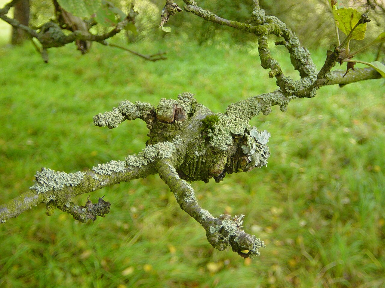 Lesión cancerosa en el tronco del árbol - aspecto típico del cancro cortical que debilita y rompe las ramas