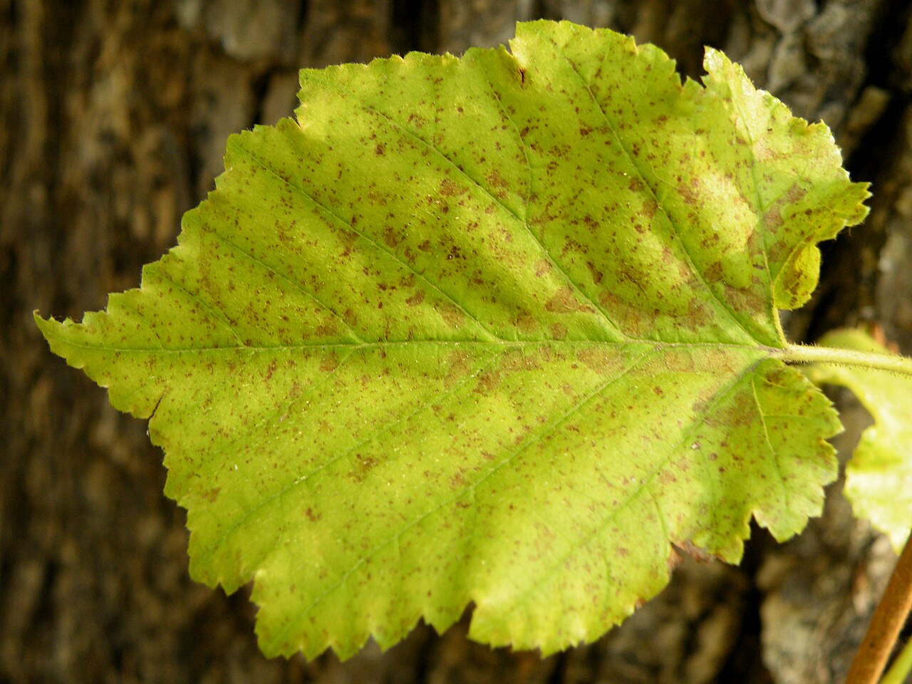 Hoja de avellano con manchas de roya