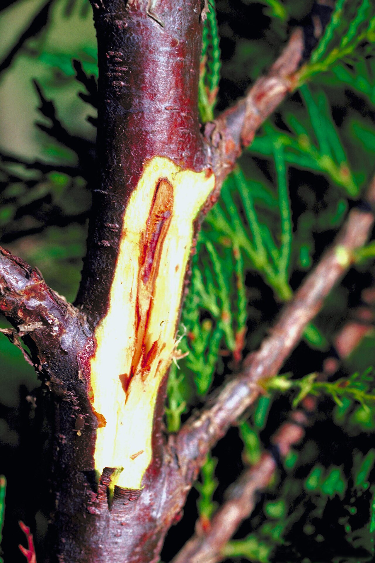 Botryosphaeria dothidea — hongo de la familia Botryosphaeriaceae que causa lesiones elípticas y marchitamiento de brotes