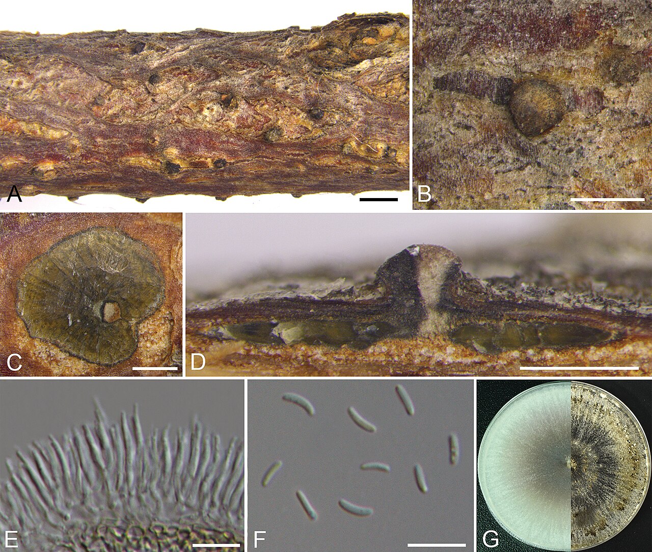 Cytospora coryli — hongo del género Cytospora asociado al cancro y la rotura de ramas del avellano