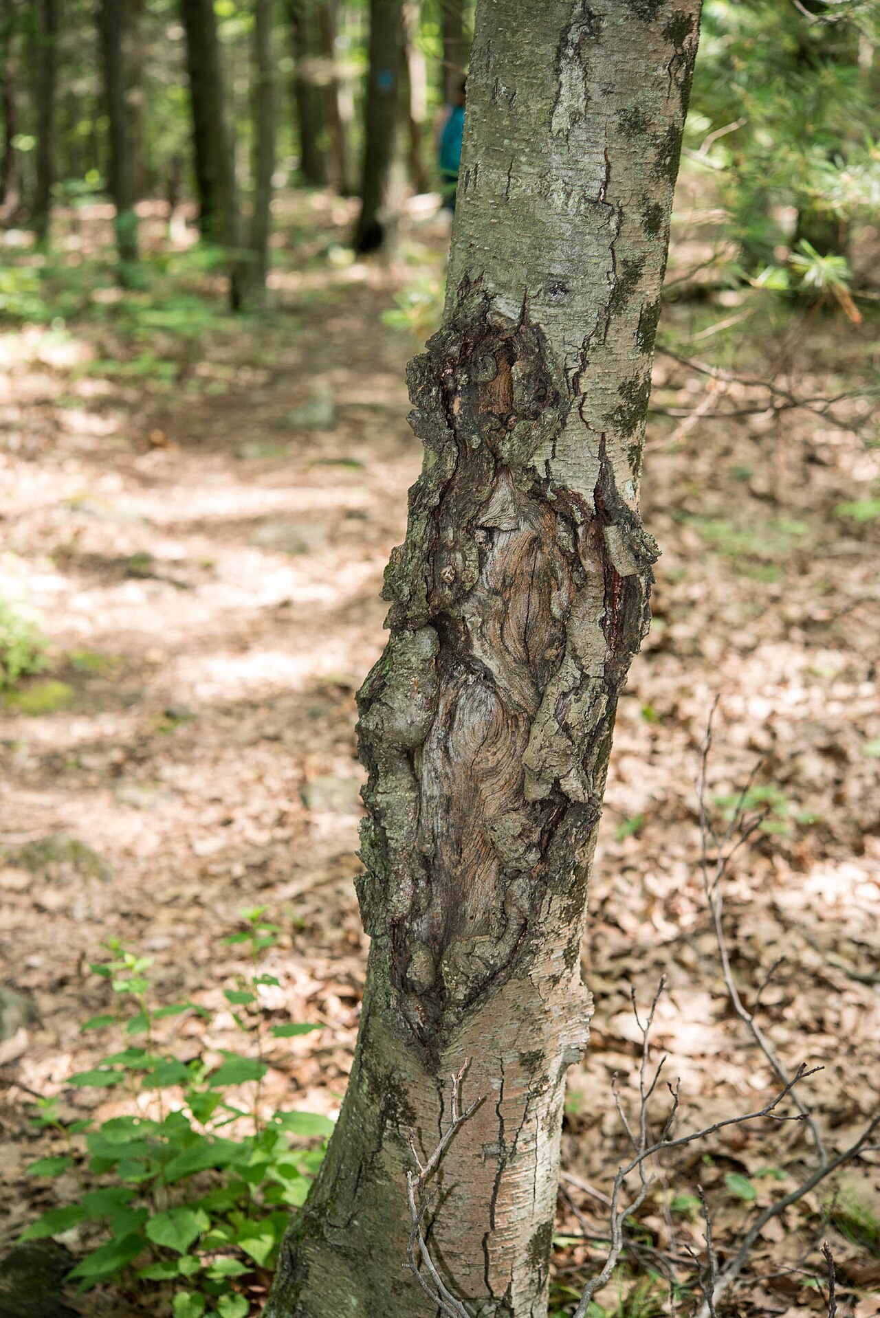 Lesión cancerosa en la corteza causada por Neonectria galligena (sin. Nectria galligena) — cancro de la corteza agrietado concéntricamente