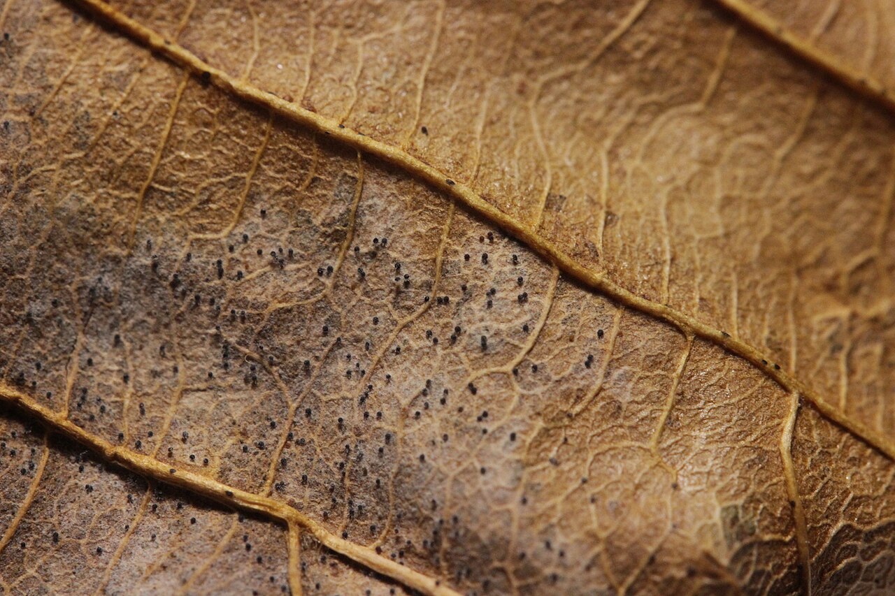 cuerpos fructíferos fúngicos en hoja de avellano