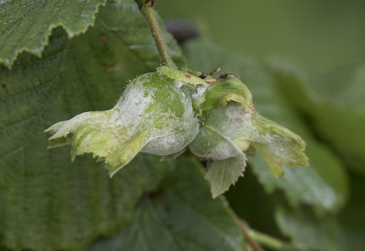 Nueces de avellano con crecimiento fúngico blanco