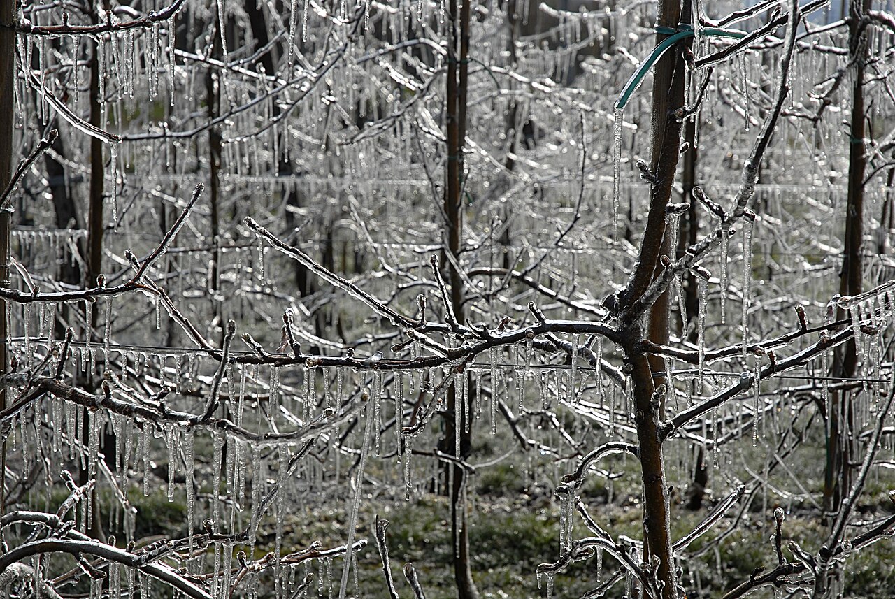 Árboles frutales cubiertos de hielo después de una aspersión nocturna contra heladas