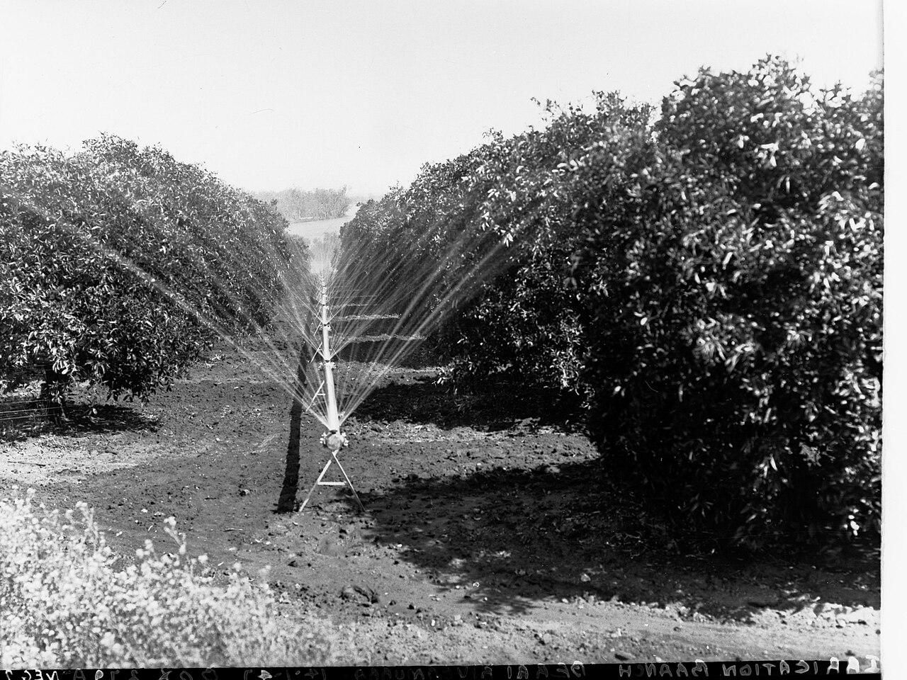 Rociadores en la plantación durante el riego