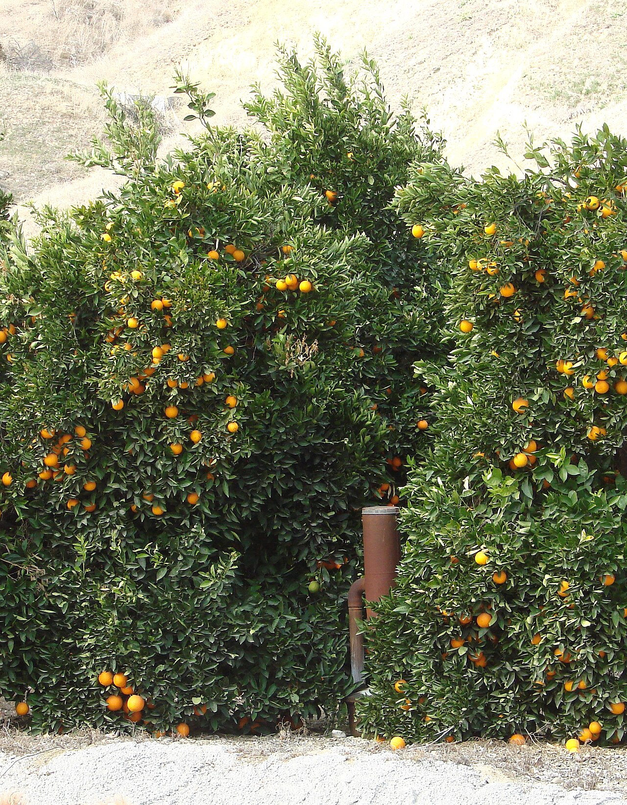 Naranjas y calentador (smudge pot) en el huerto