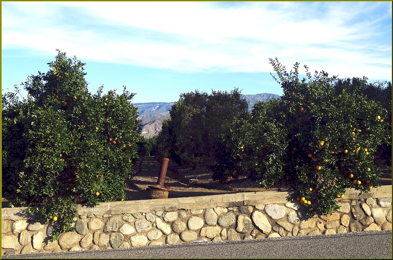 Plantación de naranjas con calentador (smudge pot) entre los árboles