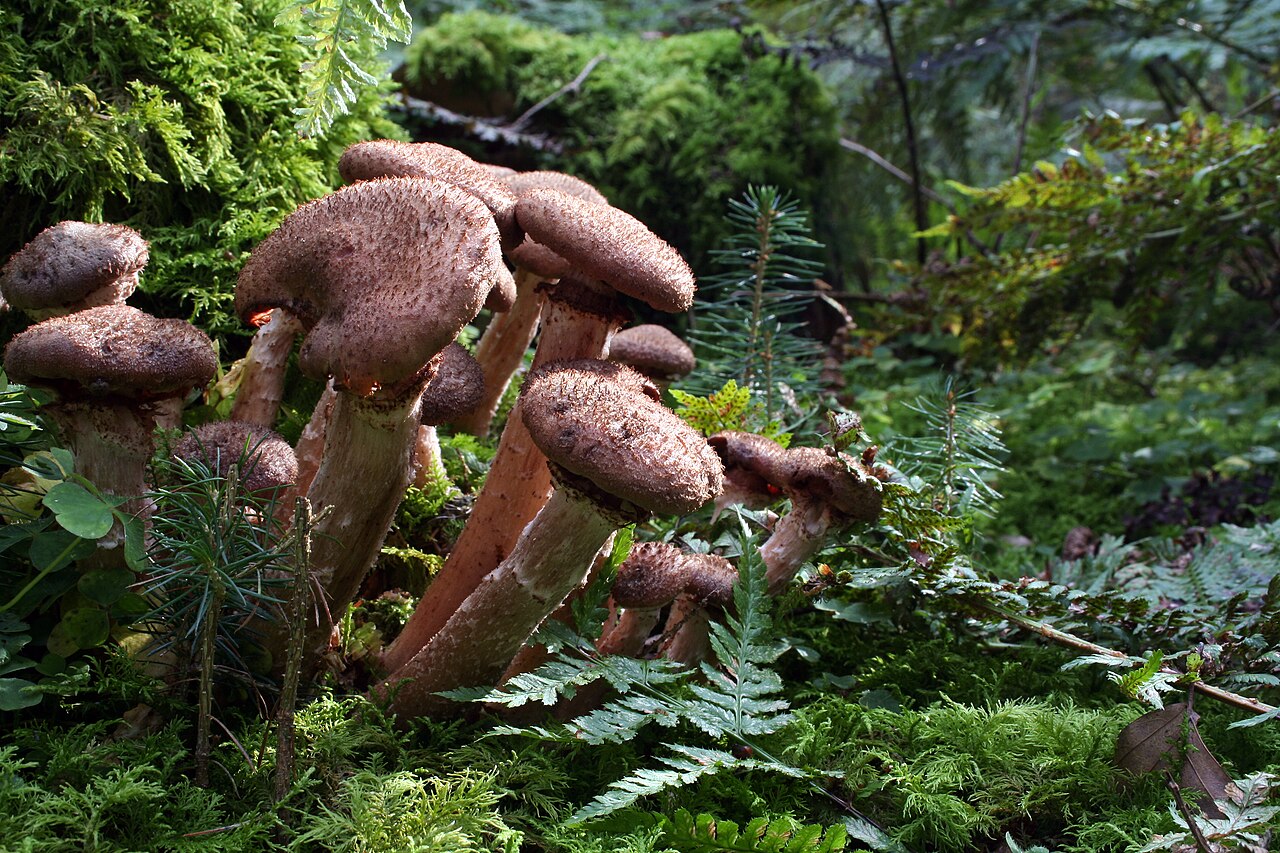 Hongo de la miel (Armillaria mellea), agente causal de la pudrición de la raíz y el secado del árbol de avellano