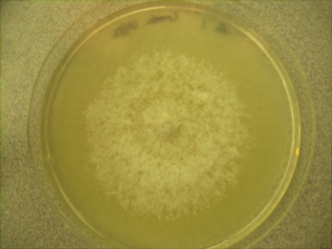 Colonias de hongo Verticillium cultivadas en medio de cultivo; el aislamiento en agar es un método de confirmación de laboratorio del patógeno