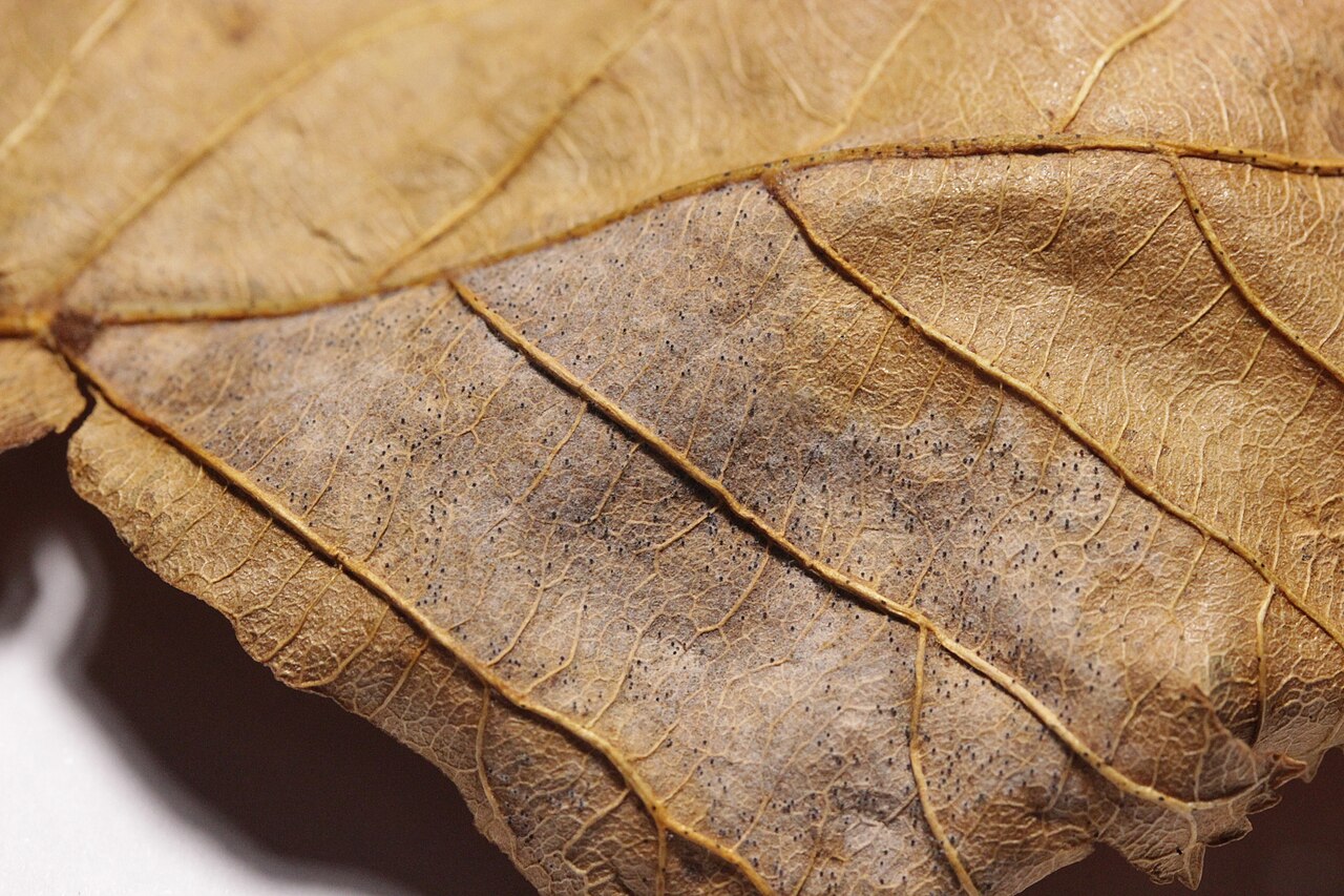 primer plano de hoja de avellano enferma