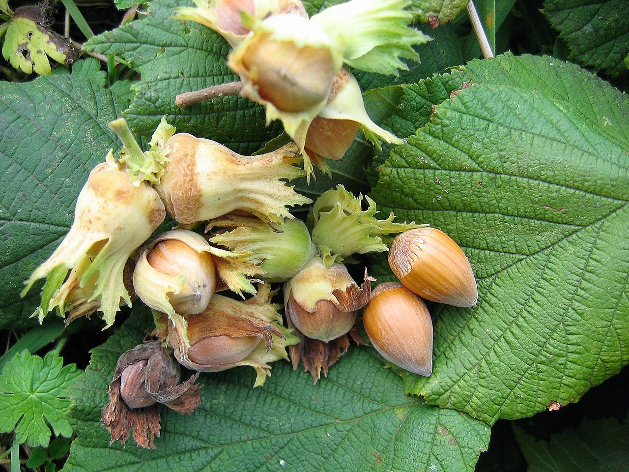Frutos de avellano (Corylus avellana) con cáscara, el aspecto exterior por el cual los frutos vacíos no se diferencian de los llenos