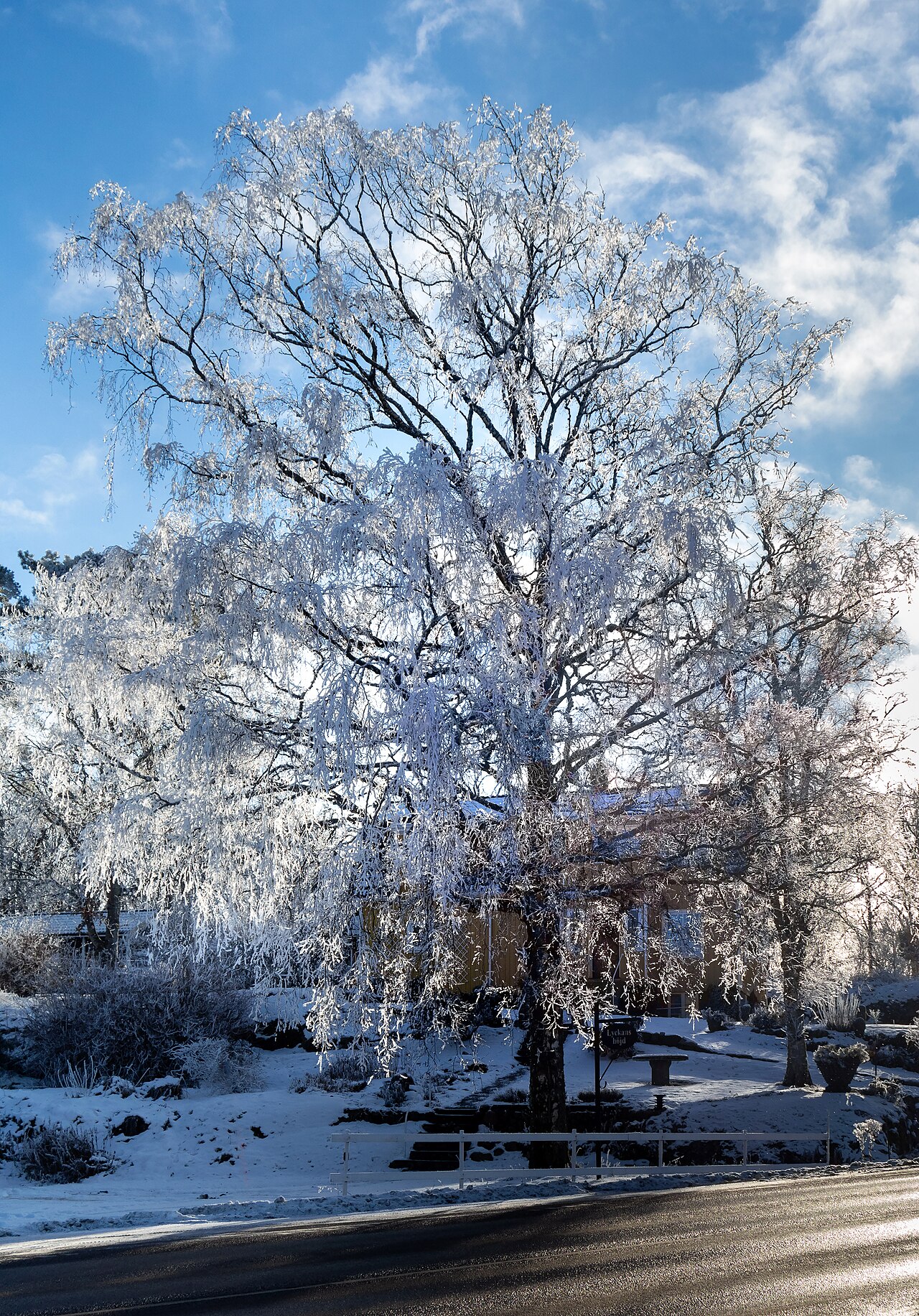 Árbol de abedul cubierto de hielo y escarcha después de una helada (imagen ilustrativa de helada)