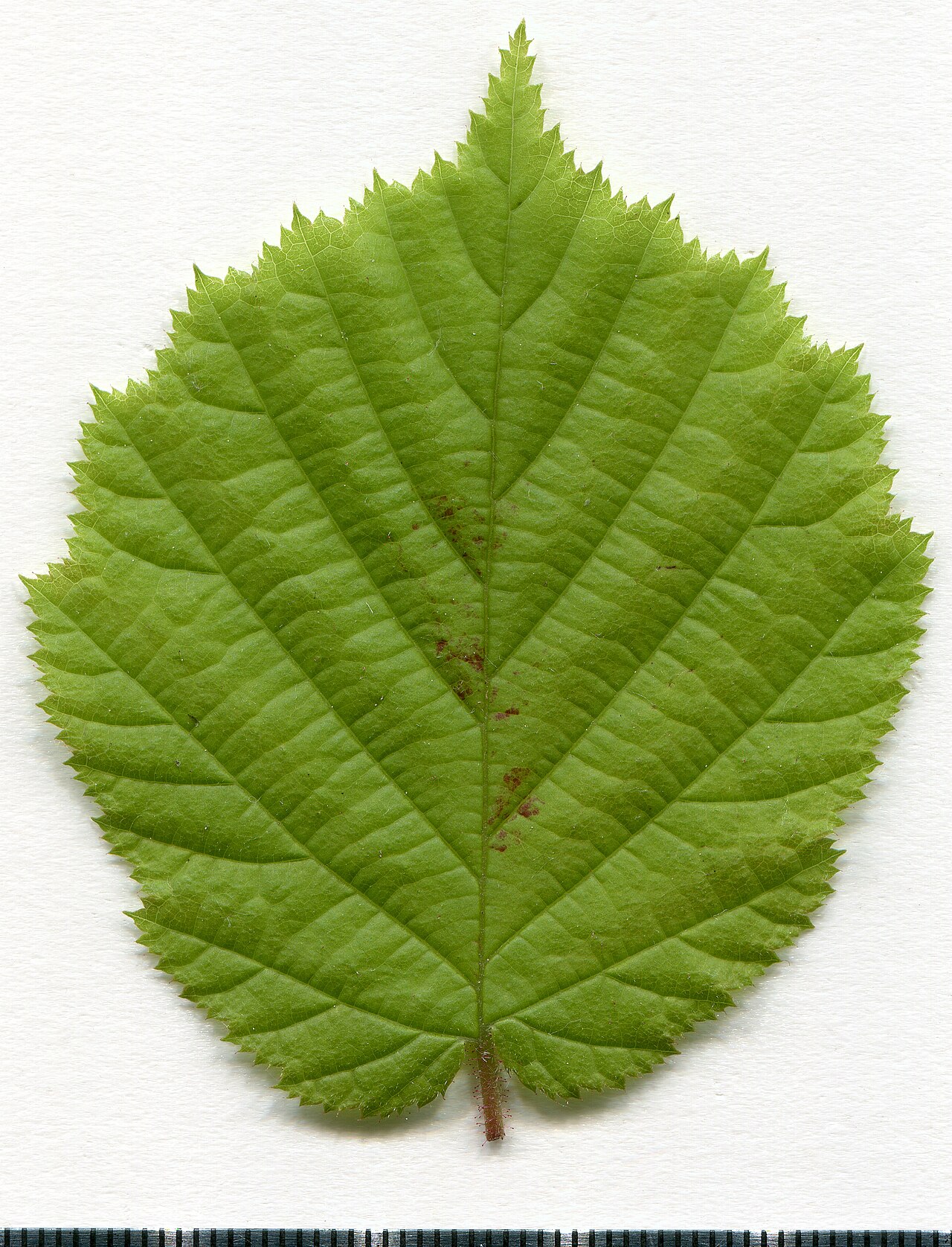 Ejemplar de herbario de hoja de avellano común (Corylus avellana) con el margen aserrado visible de la lámina
