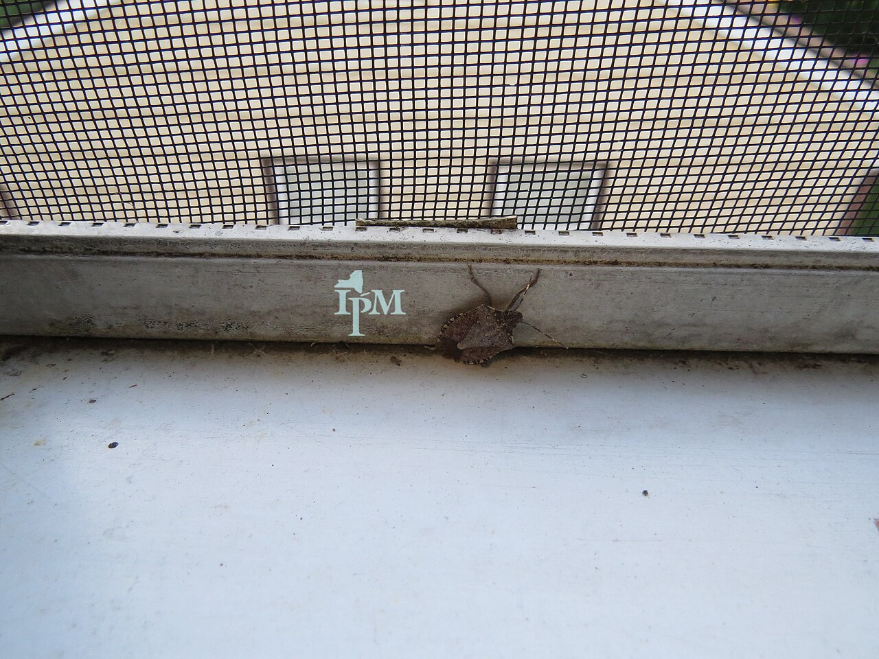 Chinche marbrada parda (Halyomorpha halys), plaga que daña los frutos de avellana con su picadura