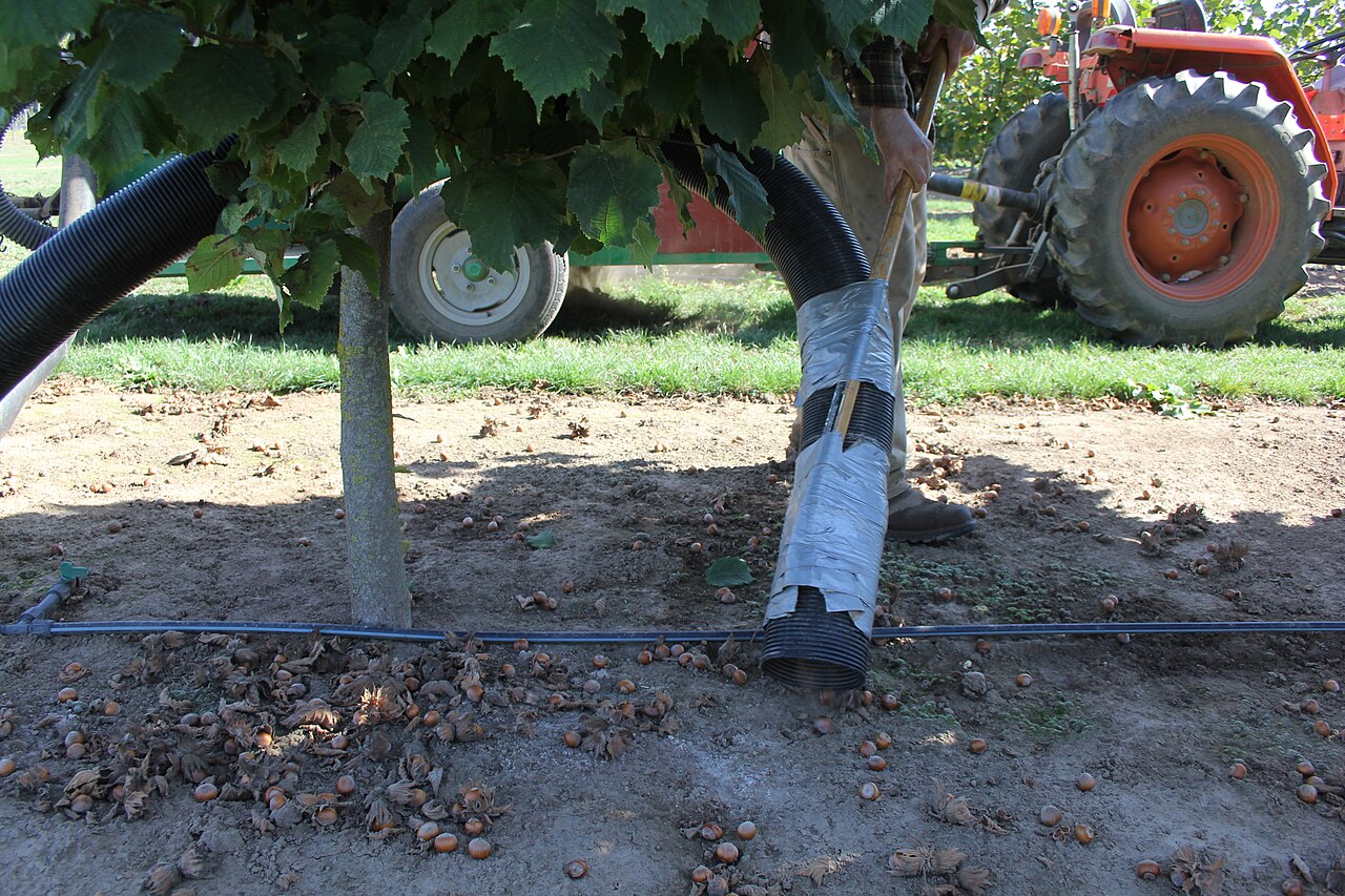 Recolección de nueces de avellano del suelo con aspiradora (cosecha semimecanizada) en un plantío de avellano