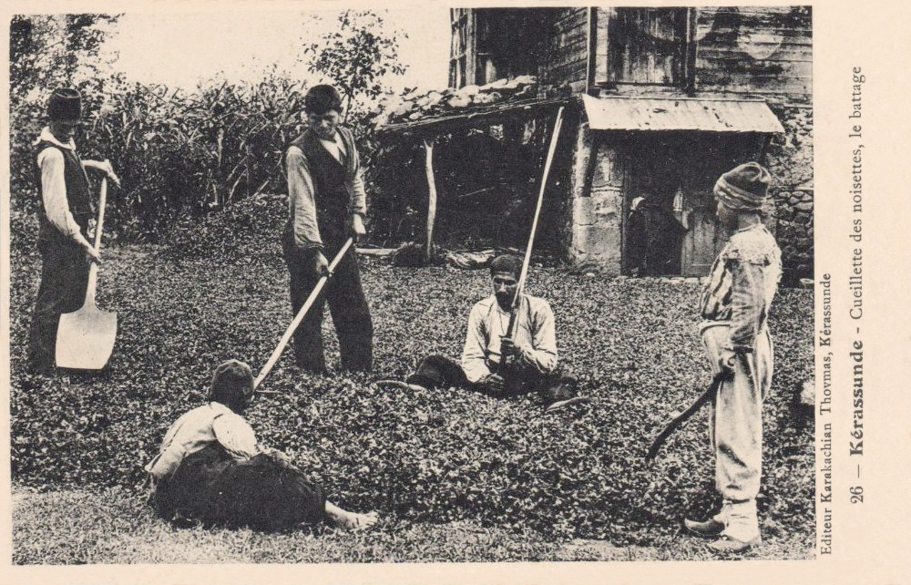 Niños cosechando avellanas en el campo