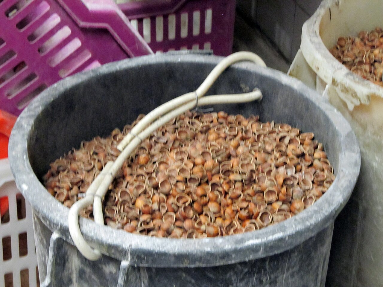 Cáscaras vacías de avellana — residuos después de la trituración