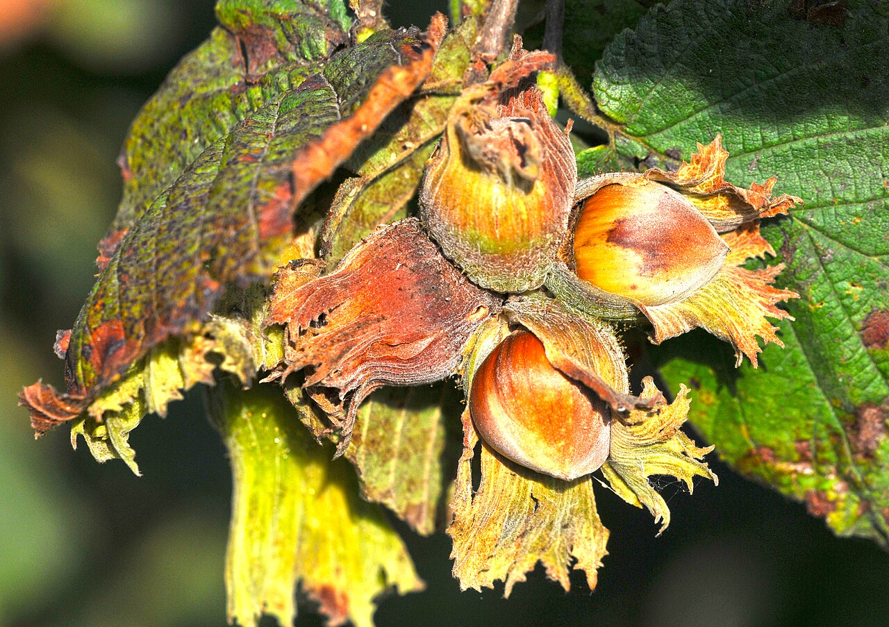 Frutos de avellano (Corylus avellana) en cáscara
