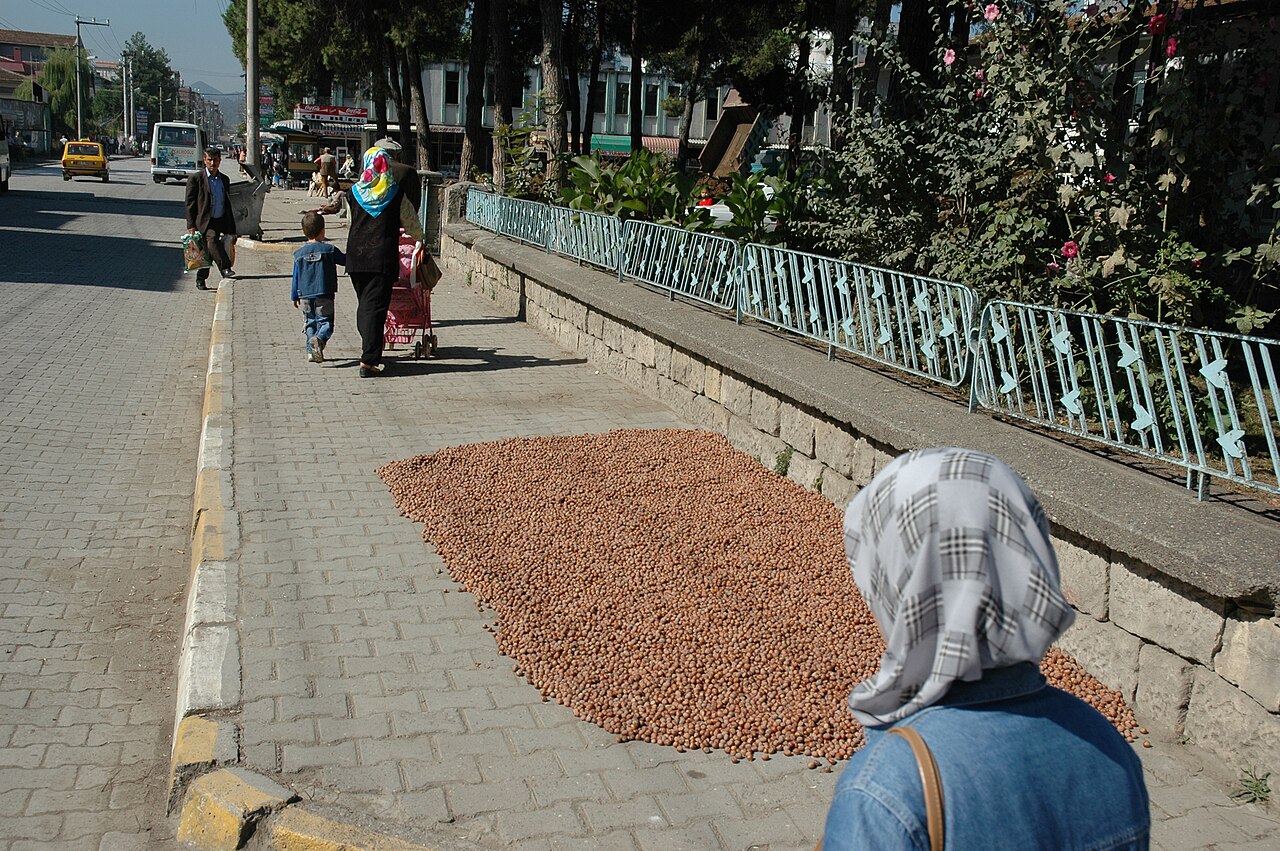 Secado de avellanas al sol (Ünye, Turquía)