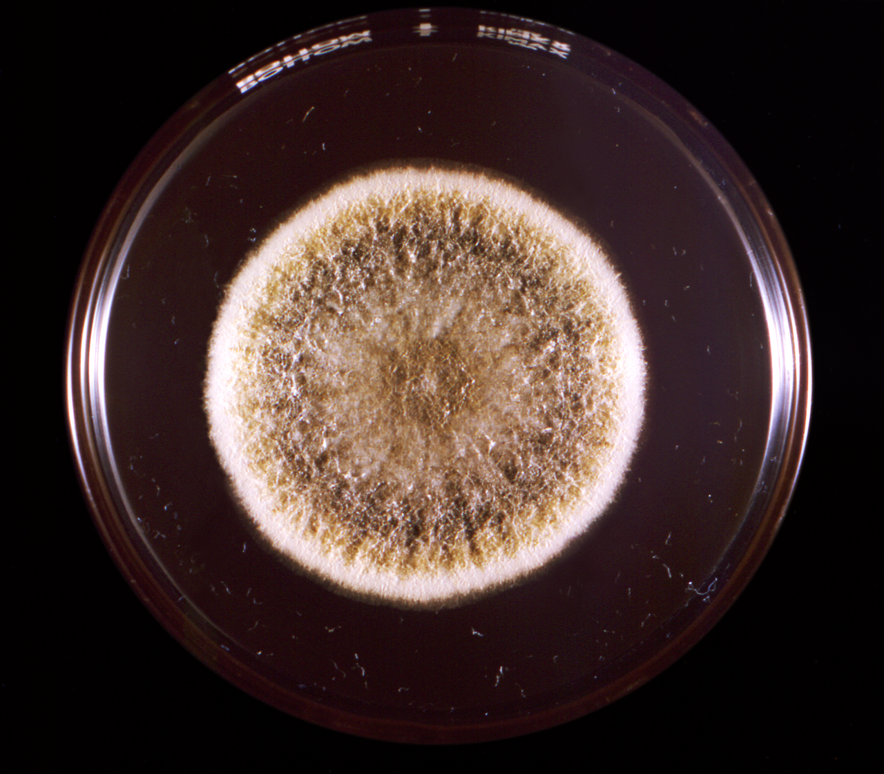 Colonia de moho Aspergillus flavus en placa de Petri