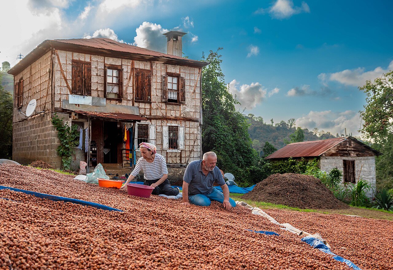 Agricultores clasificando avellanas en el suelo de secado