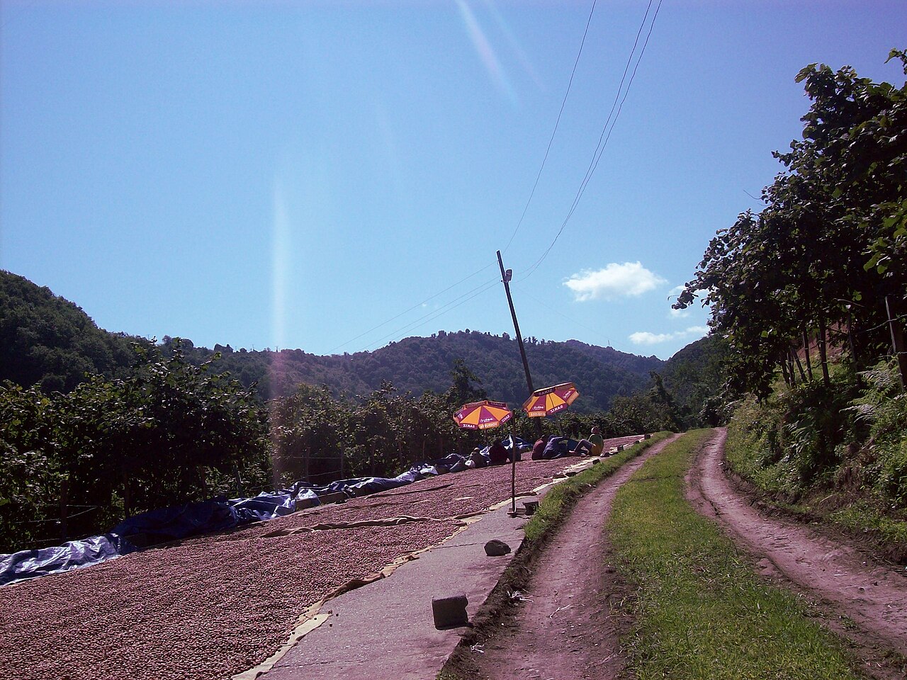 Secado y selección de avellanas al aire libre (Giresun, Turquía)