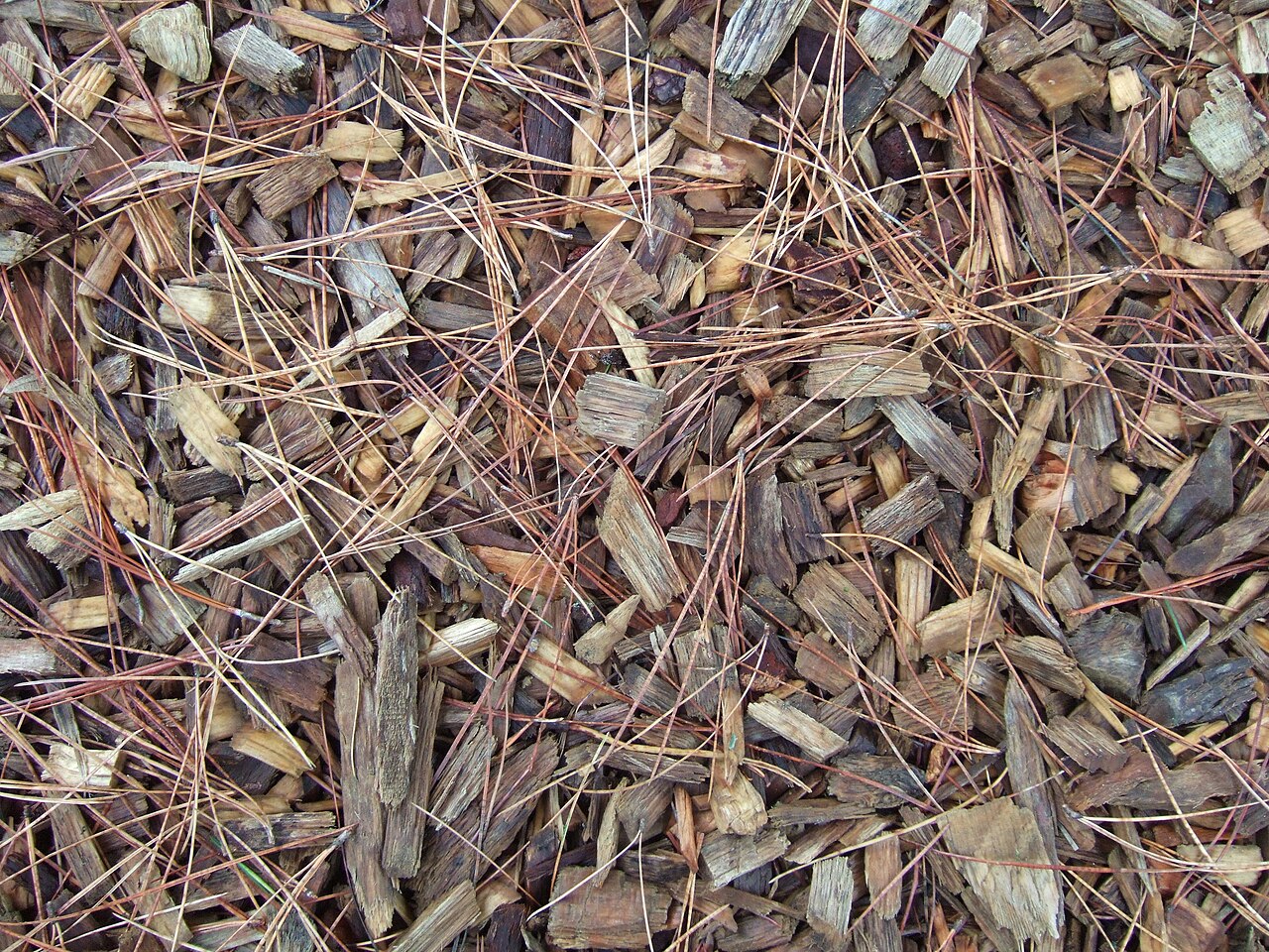 Acolchado de astillas de madera en la plantación — la cáscara triturada sirve como acolchado orgánico similar