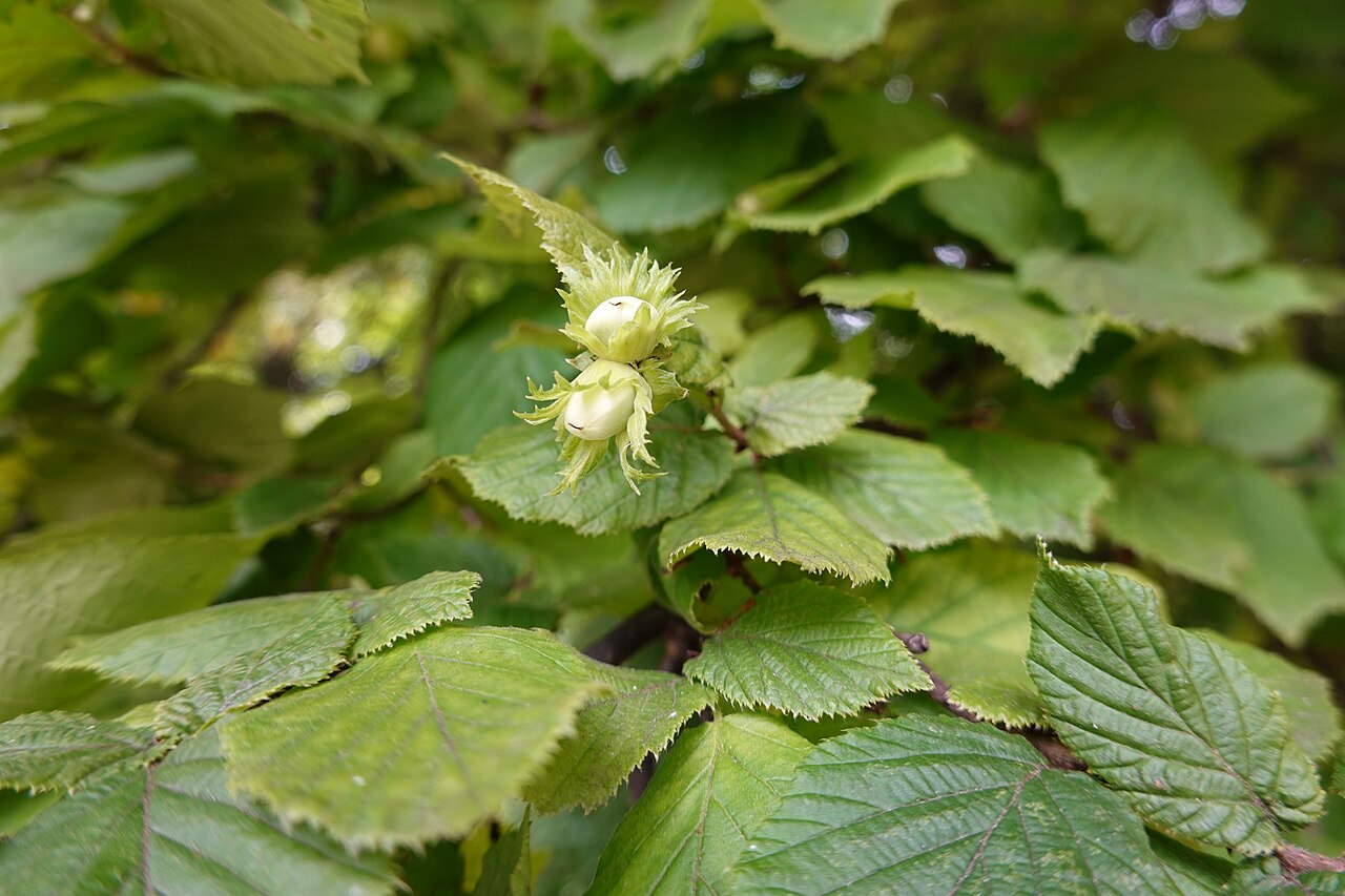 Frutos de avellana, materia prima para la producción de aceite de avellana