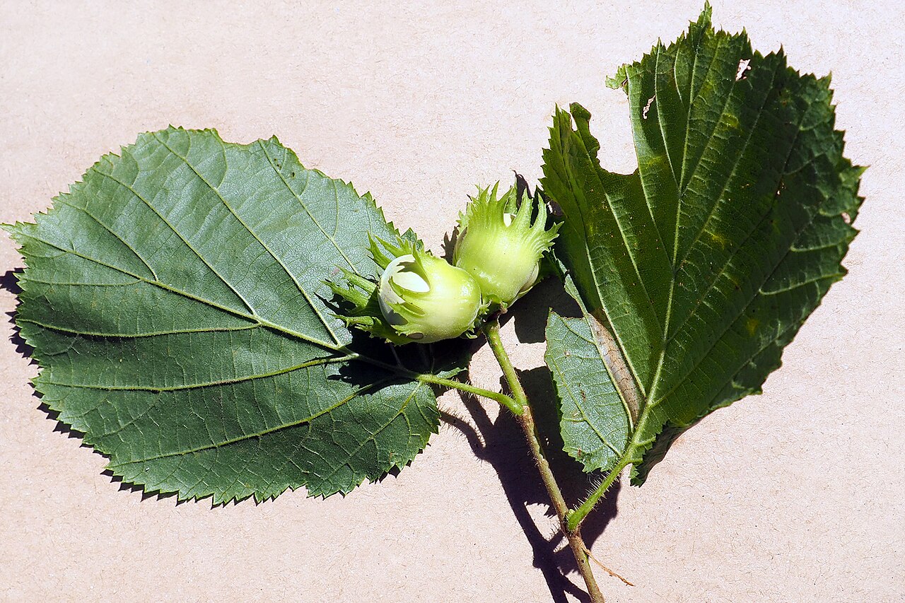 Frutos de avellana (Corylus avellana) en la rama