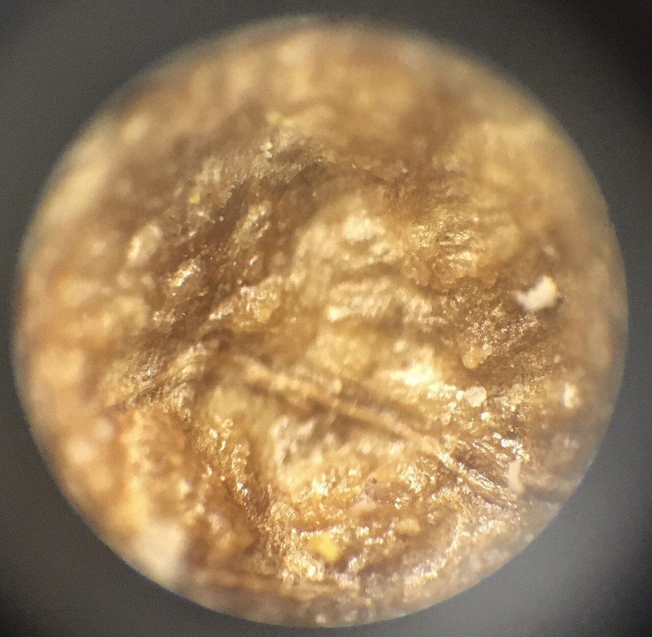Primer plano de la textura de la nuez de avellana