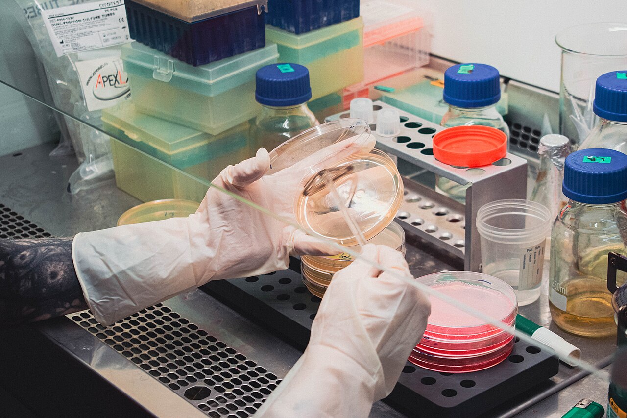 Inoculación de una muestra en un medio de cultivo en un laboratorio microbiológico