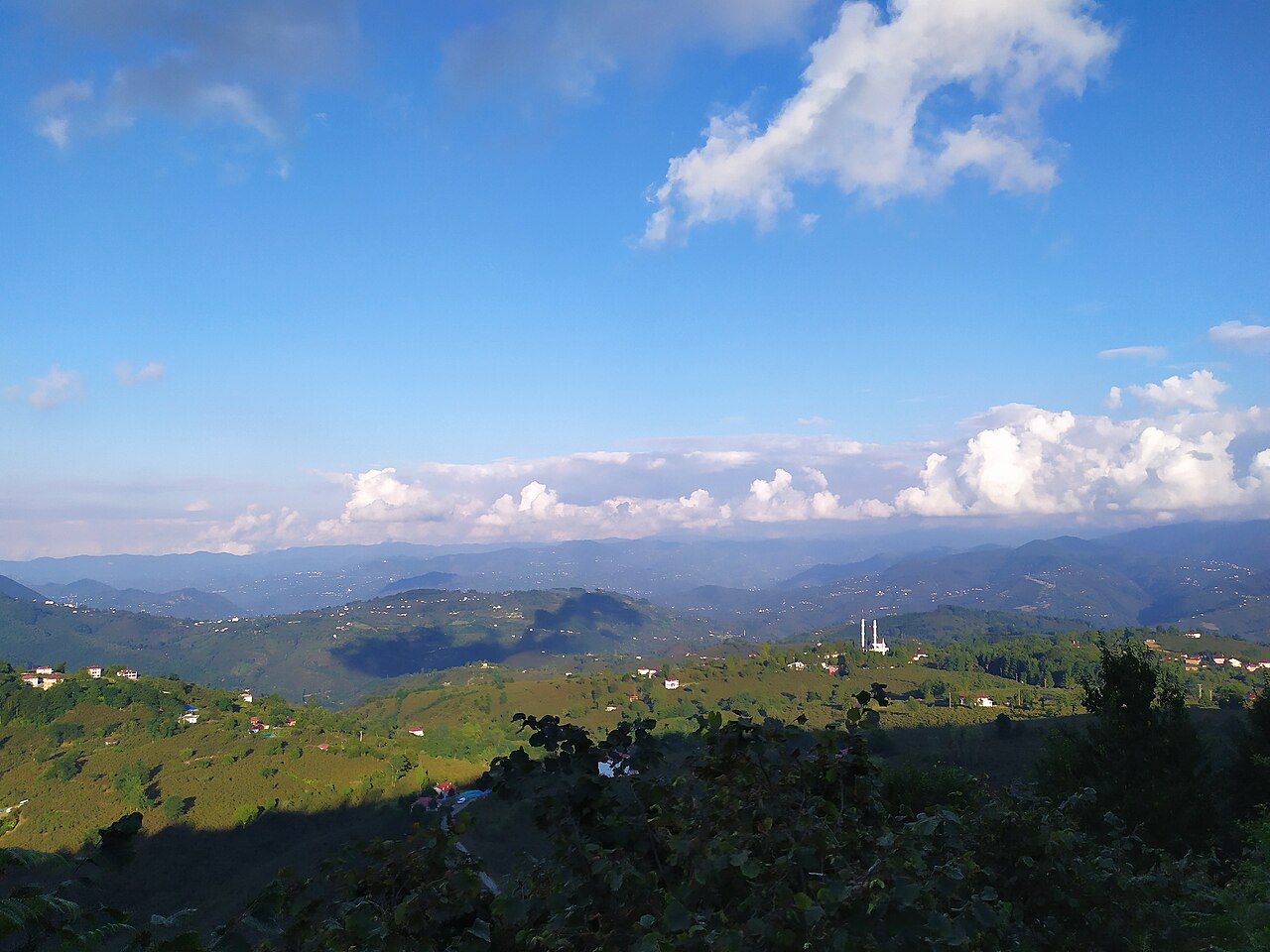 Paisaje de avellanas turcas