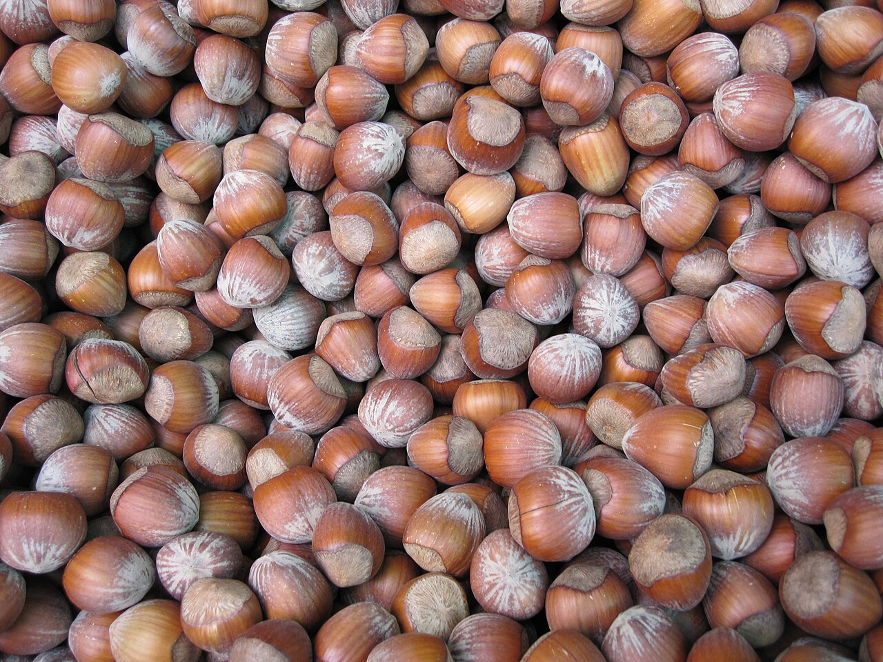 Montón de avellanas cosechadas