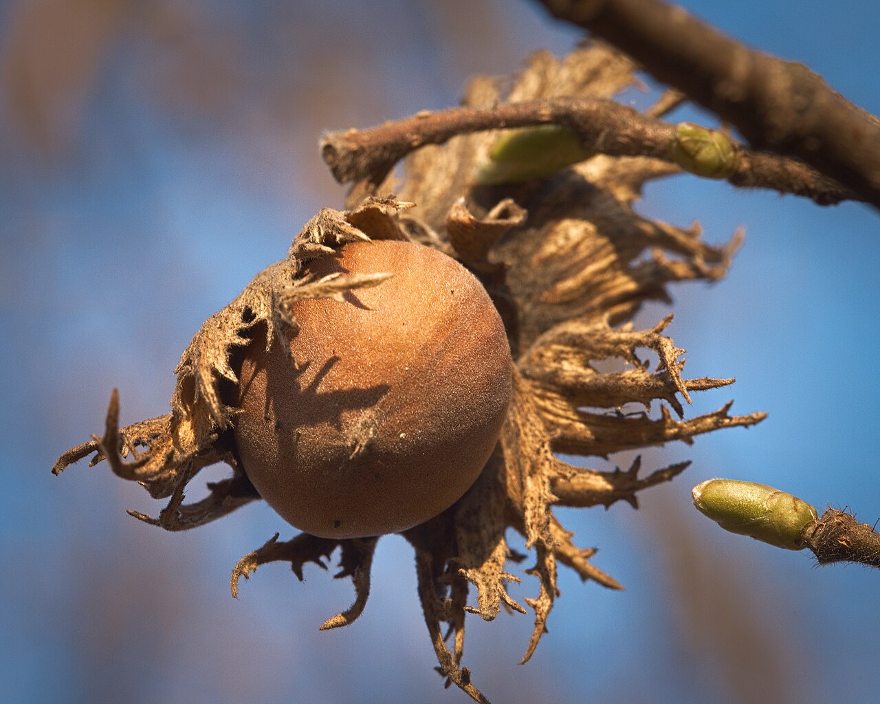 Frutos de avellana en la rama — materia prima al principio de la cadena de valor