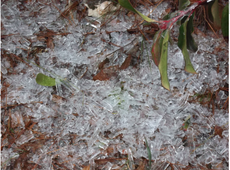 Daño por granizo en el suelo y las hojas